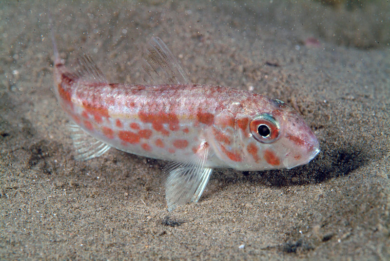 Mullus barbatus